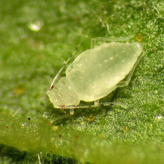 SOS! Η φυλλοξήρα εξαπλώνεται ξανά στην Ευρώπη.
