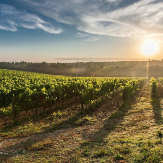 Wine & TV series, Napa Valley is back in the spotlight with "Uncorked", the Netflix dramedy.