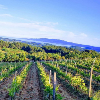 7 popular all-weather varieties of the Greek vineyard. Part A