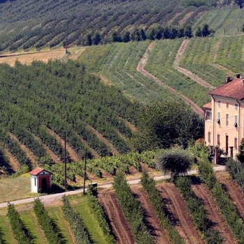 Oblivio and rebirth of an ancient grape variety
