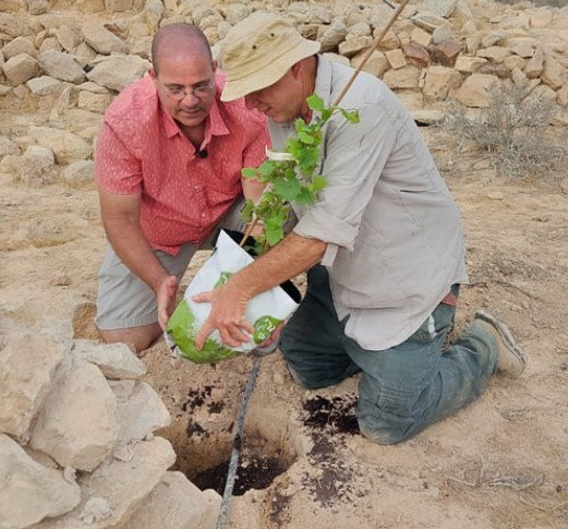 Two ancient grape varieties replanted in the desert of Israel