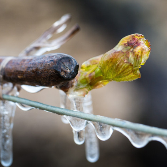Θα αντέξουμε τον παγετό και θα περιμένουμε να υπολογίσουμε τις ζημιές στα αμπέλια.