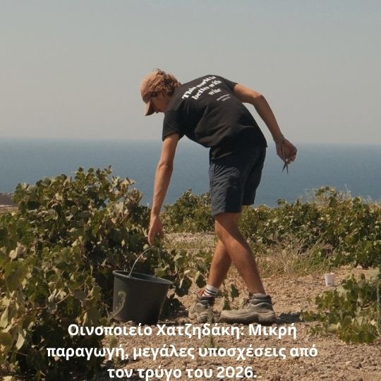 Οινοποιείο Χατζηδάκη: Μικρή παραγωγή, μεγάλες υποσχέσεις από τον τρύγο του 2026.