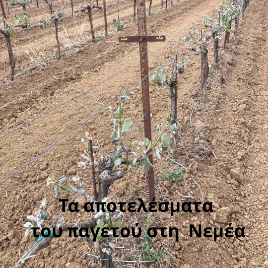 Ο ΚΕΟΣΟΕ προτείνει να αλλάξει η μεθοδολογία εκτίμησης των ζημιών για τις καταστροφές από τον παγετό στη Νεμέα και τη Μαντινεία