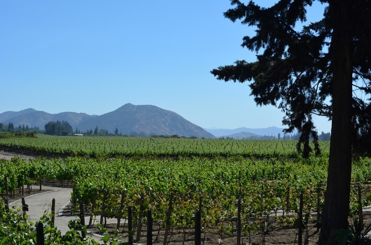 Η επέτειος των 75 χρόνων της ΚΕΟΣΟΕ (Κεντρική Συνεταιριστική Ένωση Αμπελοοινικών Προϊόντων) αποτελεί ένα κομβικό ορόσημο για την ελληνική αμπελουργία.