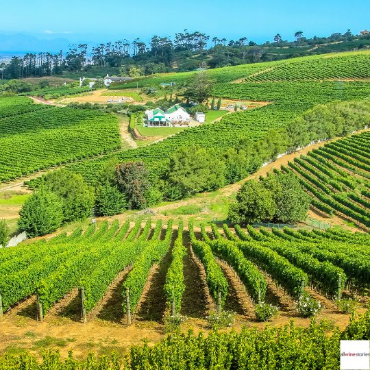 Τρύγος 2026: Η διαρθρωτική προσαρμογή συνεχίζεται στο Νότιο Ημισφαίριο για αναδιάταξη μεγέθους και αποφυγή πλεονασμάτων