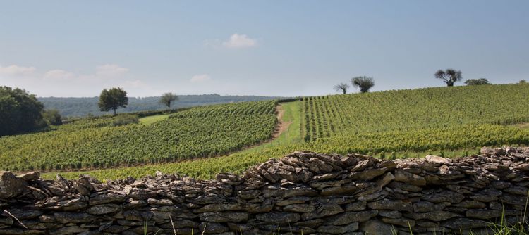 The wine sector’s contribution to carbon neutrality with ‘Objectif Climat’