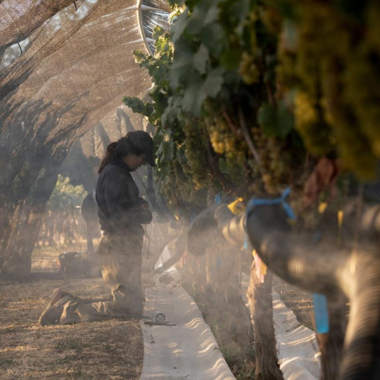  Can a Simple Spray Protect Grapes from Wildfire Smoke?