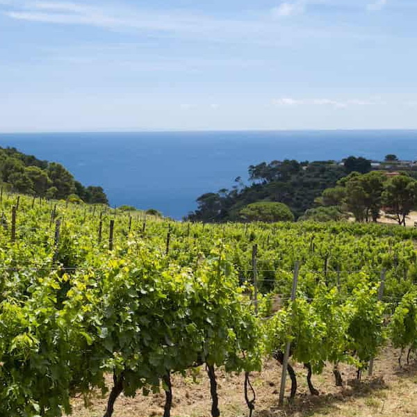 The Italian island where prisoners make wine (but don't drink it)