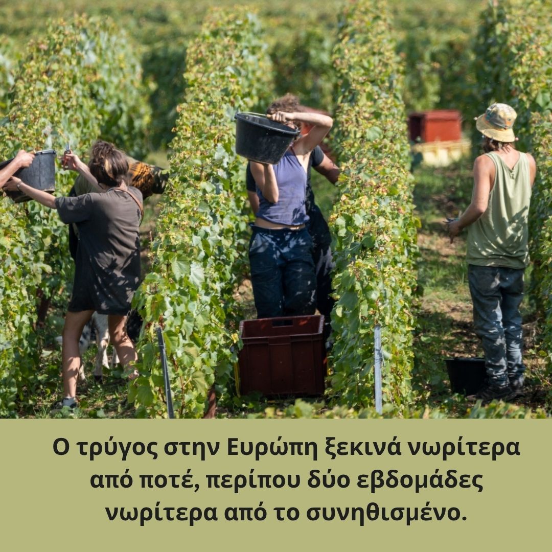 Ο τρύγος στην Ευρώπη ξεκινά νωρίτερα από ποτέ, περίπου δύο εβδομάδες νωρίτερα από το συνηθισμένο.